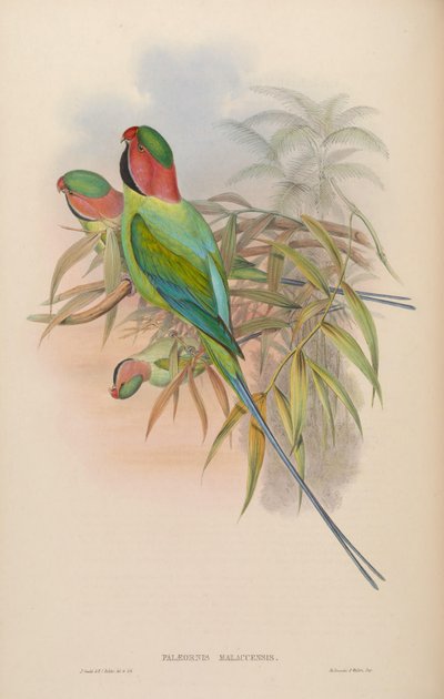 Malaccan Parakeet = Nicobar Long-tailed Parakeet by John Gould